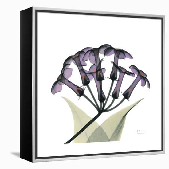 Grape Stephanotis-Albert Koetsier-Framed Stretched Canvas