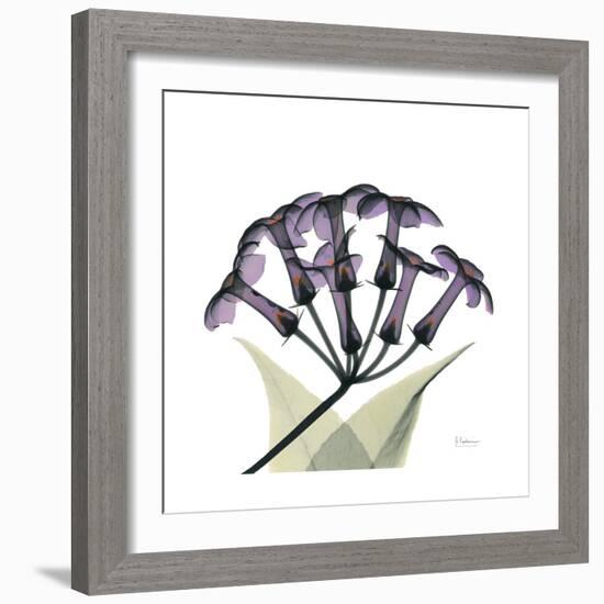 Grape Stephanotis-Albert Koetsier-Framed Premium Giclee Print
