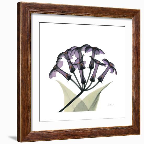 Grape Stephanotis-Albert Koetsier-Framed Premium Giclee Print