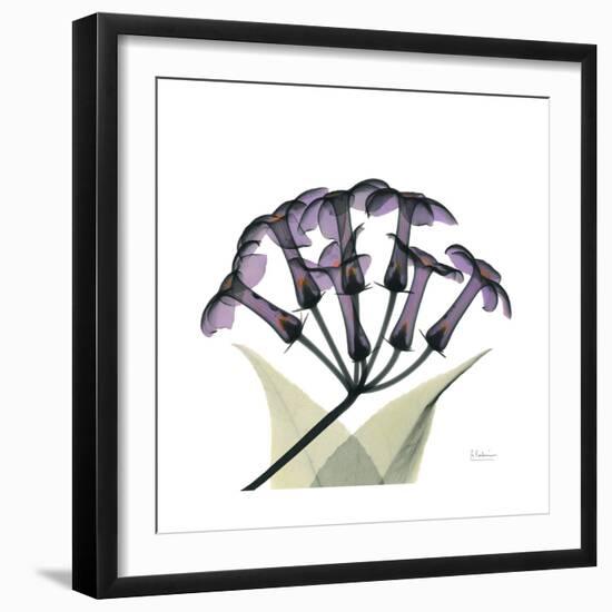 Grape Stephanotis-Albert Koetsier-Framed Premium Giclee Print