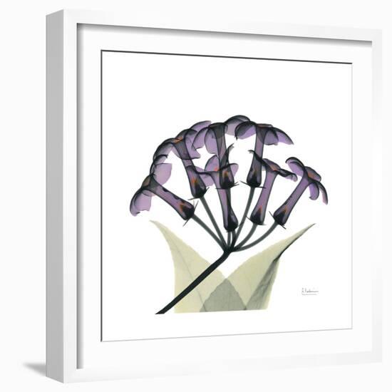 Grape Stephanotis-Albert Koetsier-Framed Premium Giclee Print