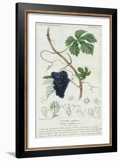 Grape Vine Botanical Plate, circa 1820-Pierre Jean Francois Turpin-Framed Giclee Print