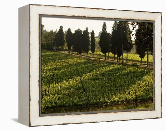 Grape Vines and Cypress Trees in Spring in Tuscany-Herbert Lehmann-Framed Premier Image Canvas