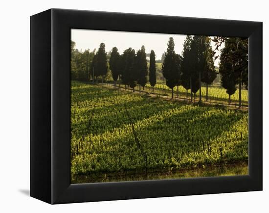 Grape Vines and Cypress Trees in Spring in Tuscany-Herbert Lehmann-Framed Premier Image Canvas