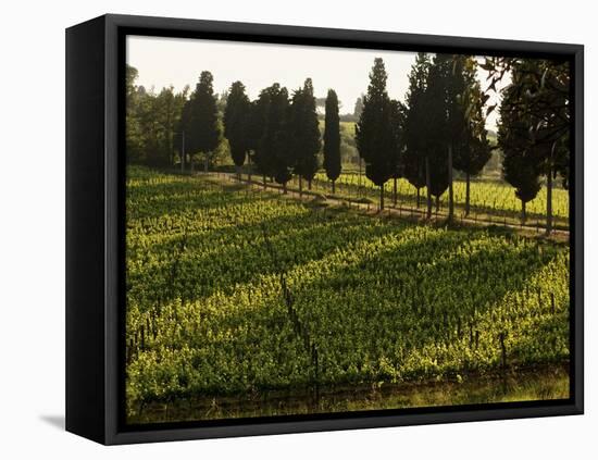 Grape Vines and Cypress Trees in Spring in Tuscany-Herbert Lehmann-Framed Premier Image Canvas