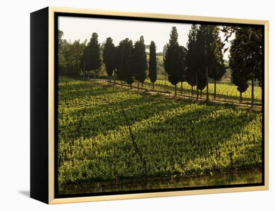 Grape Vines and Cypress Trees in Spring in Tuscany-Herbert Lehmann-Framed Premier Image Canvas