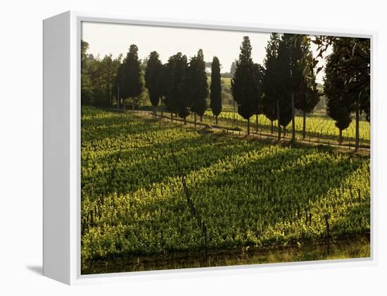 Grape Vines and Cypress Trees in Spring in Tuscany-Herbert Lehmann-Framed Premier Image Canvas