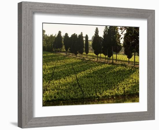 Grape Vines and Cypress Trees in Spring in Tuscany-Herbert Lehmann-Framed Photographic Print