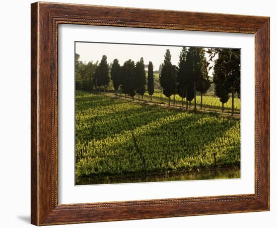 Grape Vines and Cypress Trees in Spring in Tuscany-Herbert Lehmann-Framed Photographic Print