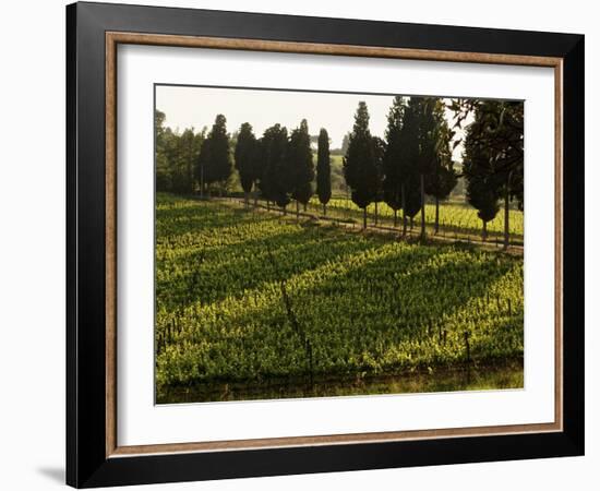 Grape Vines and Cypress Trees in Spring in Tuscany-Herbert Lehmann-Framed Photographic Print