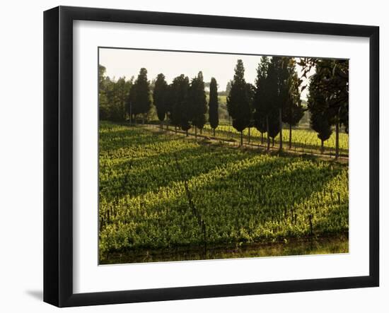 Grape Vines and Cypress Trees in Spring in Tuscany-Herbert Lehmann-Framed Photographic Print