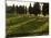 Grape Vines and Cypress Trees in Spring in Tuscany-Herbert Lehmann-Mounted Photographic Print