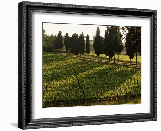 Grape Vines and Cypress Trees in Spring in Tuscany-Herbert Lehmann-Framed Photographic Print