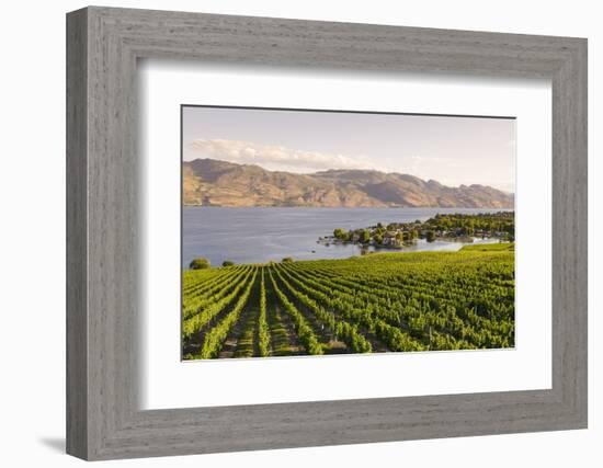 Grape Vines and Okanagan Lake at Quails Gate Winery-Michael DeFreitas-Framed Photographic Print