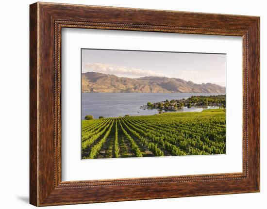 Grape Vines and Okanagan Lake at Quails Gate Winery-Michael DeFreitas-Framed Photographic Print