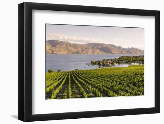 Grape Vines and Okanagan Lake at Quails Gate Winery-Michael DeFreitas-Framed Photographic Print