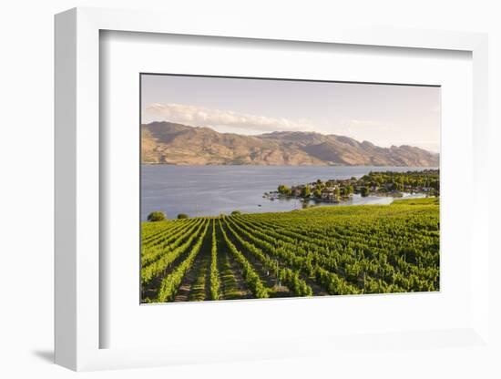 Grape Vines and Okanagan Lake at Quails Gate Winery-Michael DeFreitas-Framed Photographic Print