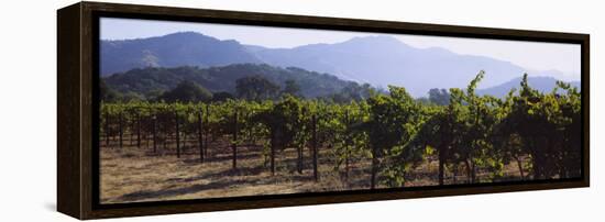 Grape Vines in a Vineyard, Napa Valley, California, USA-null-Framed Premier Image Canvas