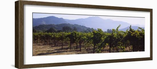 Grape Vines in a Vineyard, Napa Valley, California, USA-null-Framed Photographic Print