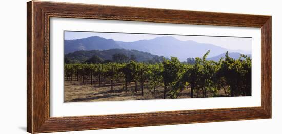 Grape Vines in a Vineyard, Napa Valley, California, USA-null-Framed Photographic Print