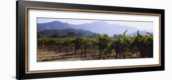 Grape Vines in a Vineyard, Napa Valley, California, USA-null-Framed Photographic Print