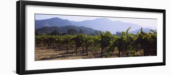 Grape Vines in a Vineyard, Napa Valley, California, USA-null-Framed Photographic Print