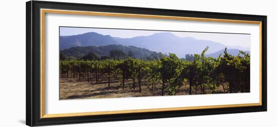 Grape Vines in a Vineyard, Napa Valley, California, USA-null-Framed Photographic Print