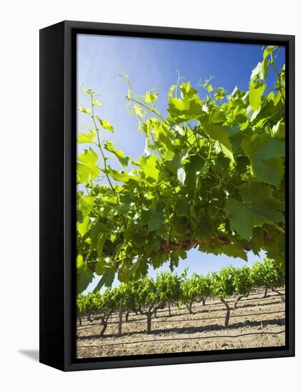 Grape Vines in Barossa Valley-Jon Hicks-Framed Premier Image Canvas