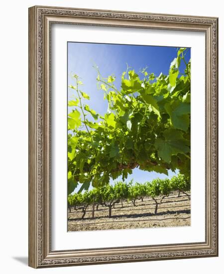 Grape Vines in Barossa Valley-Jon Hicks-Framed Photographic Print