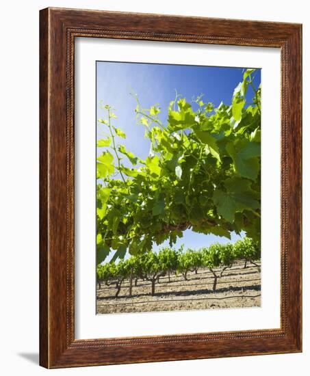 Grape Vines in Barossa Valley-Jon Hicks-Framed Photographic Print