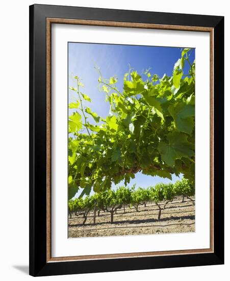 Grape Vines in Barossa Valley-Jon Hicks-Framed Photographic Print