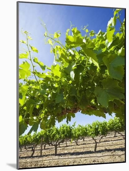 Grape Vines in Barossa Valley-Jon Hicks-Mounted Photographic Print