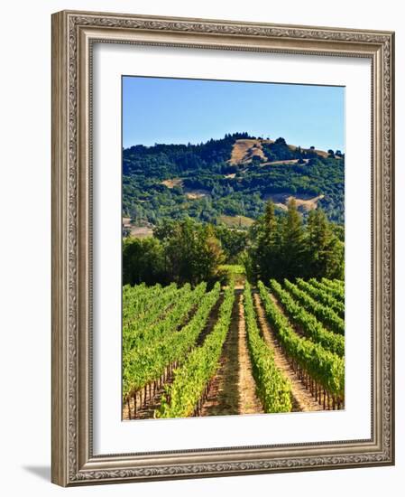 Grape Vines in Northern California Near Mendocino-Michael DeFreitas-Framed Photographic Print