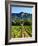 Grape Vines in Northern California Near Mendocino-Michael DeFreitas-Framed Photographic Print