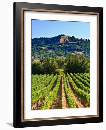 Grape Vines in Northern California Near Mendocino-Michael DeFreitas-Framed Photographic Print