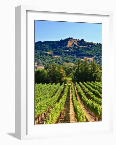 Grape Vines in Northern California Near Mendocino-Michael DeFreitas-Framed Photographic Print