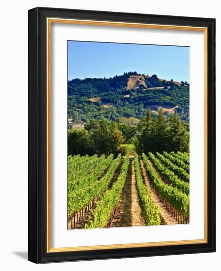 Grape Vines in Northern California Near Mendocino-Michael DeFreitas-Framed Photographic Print