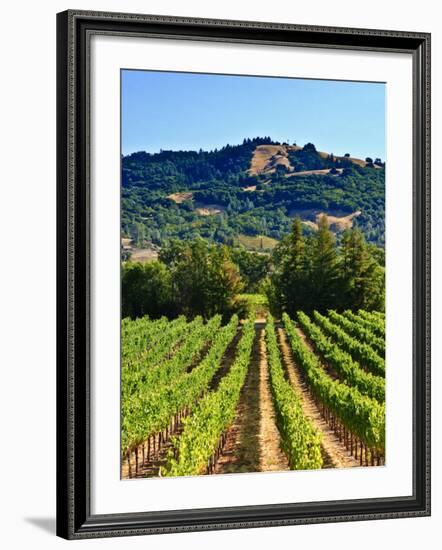 Grape Vines in Northern California Near Mendocino-Michael DeFreitas-Framed Photographic Print