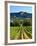 Grape Vines in Northern California Near Mendocino-Michael DeFreitas-Framed Photographic Print