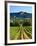 Grape Vines in Northern California Near Mendocino-Michael DeFreitas-Framed Photographic Print