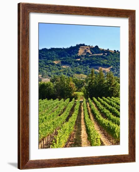 Grape Vines in Northern California Near Mendocino-Michael DeFreitas-Framed Photographic Print