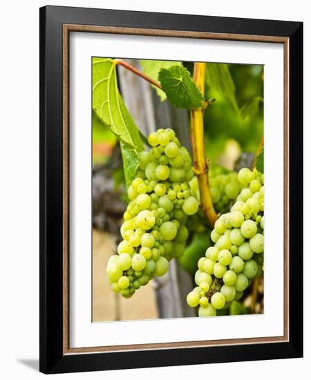 Grape Vines in Northern California Near Mendocino-Michael DeFreitas-Framed Photographic Print