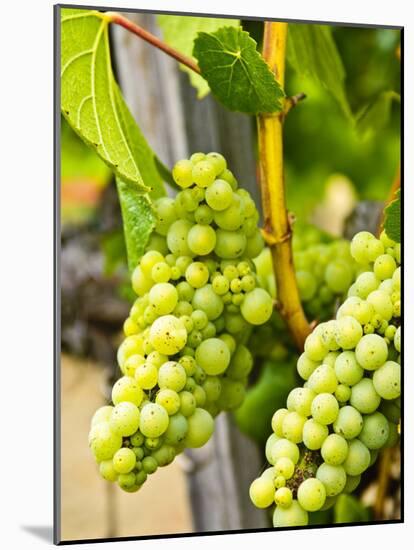 Grape Vines in Northern California Near Mendocino-Michael DeFreitas-Mounted Photographic Print