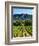 Grape Vines in Northern California Near Mendocino-Michael DeFreitas-Framed Photographic Print