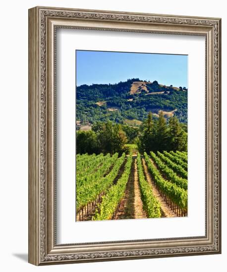 Grape Vines in Northern California Near Mendocino-Michael DeFreitas-Framed Photographic Print