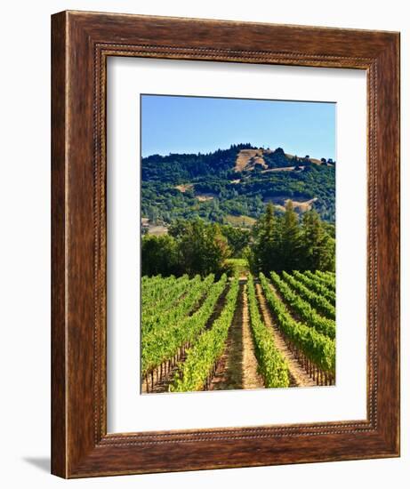 Grape Vines in Northern California Near Mendocino-Michael DeFreitas-Framed Photographic Print