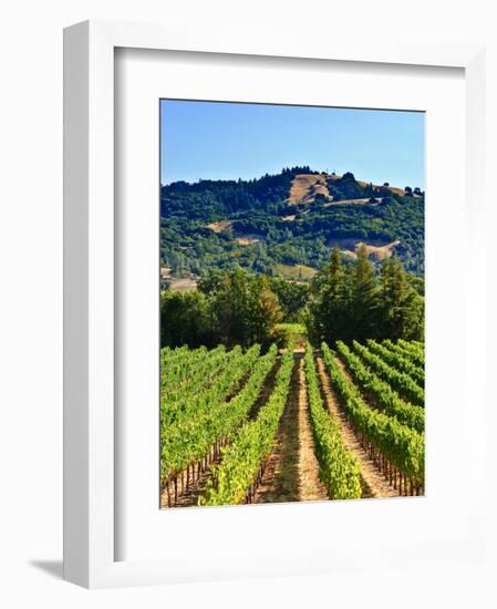 Grape Vines in Northern California Near Mendocino-Michael DeFreitas-Framed Photographic Print