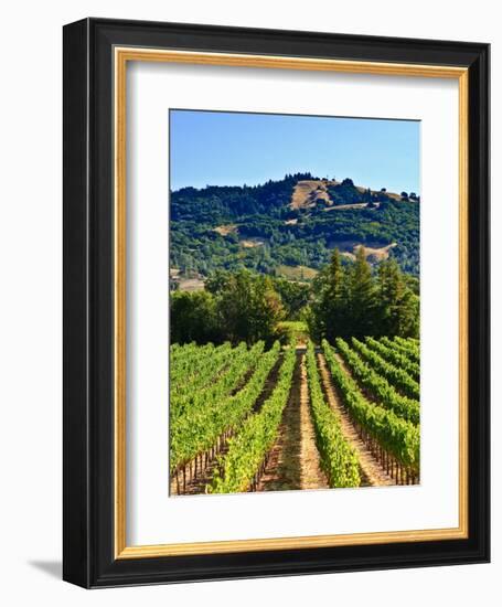 Grape Vines in Northern California Near Mendocino-Michael DeFreitas-Framed Photographic Print