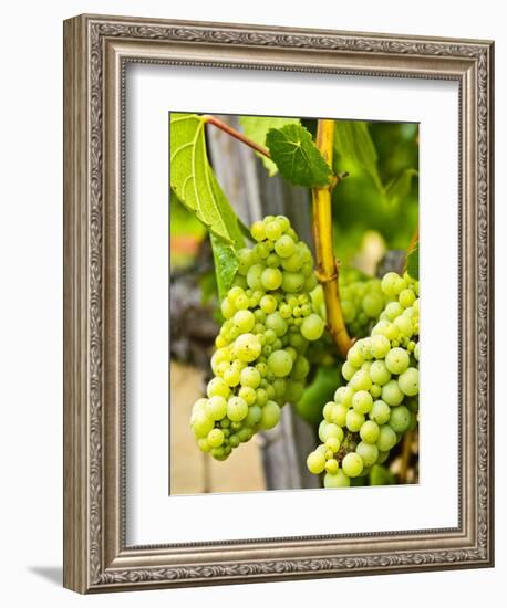 Grape Vines in Northern California Near Mendocino-Michael DeFreitas-Framed Photographic Print