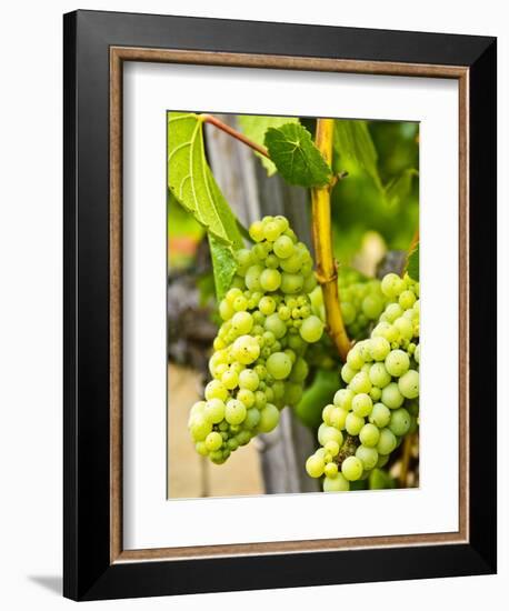 Grape Vines in Northern California Near Mendocino-Michael DeFreitas-Framed Photographic Print